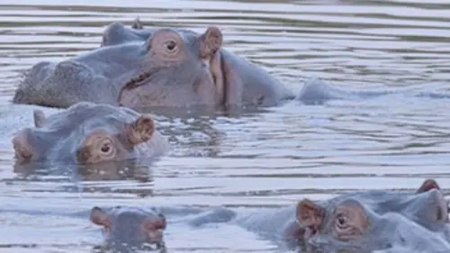 Épisodes de L'Afrique, un paradis indompté