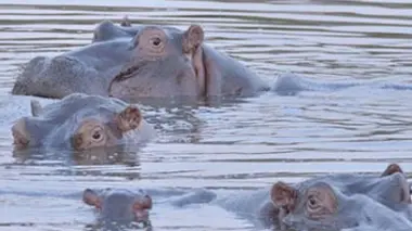L'Afrique, un paradis indompté Le royaume sauvage du Swaziland