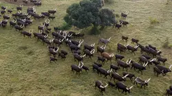 L'Afrique vue du ciel Ouganda