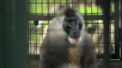 L'Afrique vue du ciel Cameroun