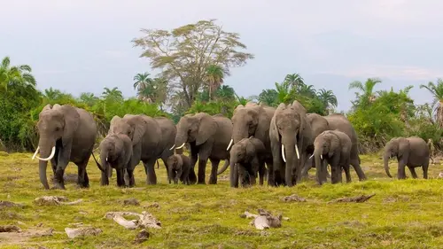 L'âge d'or des animaux S01E04 Le fruit de l'expérience