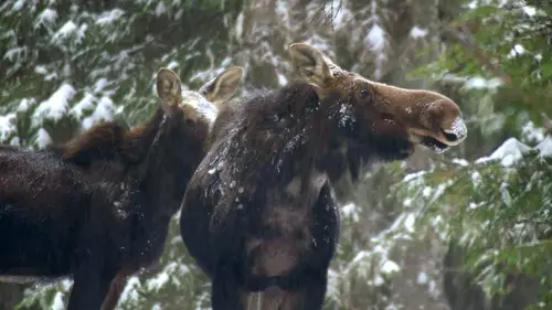 L'âge d'or des animaux
