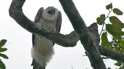 Visuel de L'aigle qui mangeait des singes