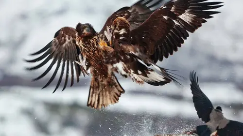 L'aigle royal