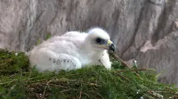 L'aigle royal, seigneur des Alpes