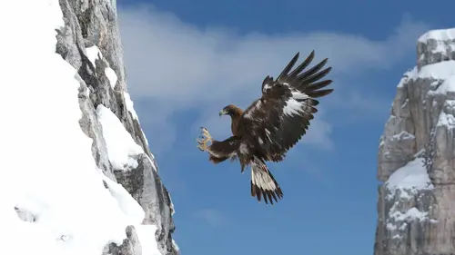 L'aigle royal, seigneur des Alpes