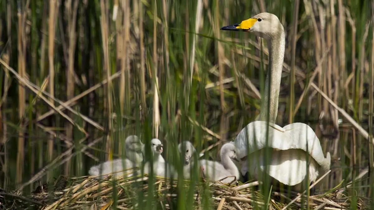 L'Allemagne au fil de l'eau La Lusace