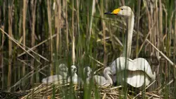L'Allemagne au fil de l'eau La Lusace