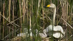 L'Allemagne au fil de l'eau