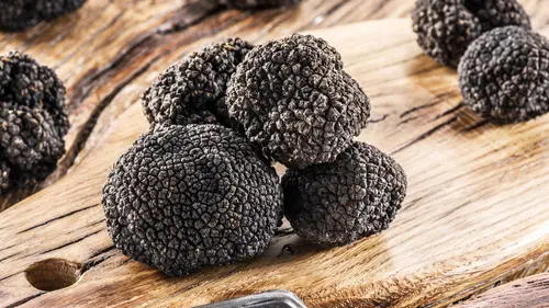 L'Allemagne, nouveau pays de la truffe