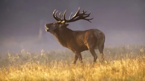 L'Allemagne sauvage E01 Le Spreewald