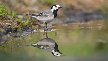 Le Spessart et la forêt de Steiger