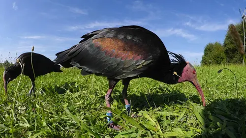 L'Allemagne sauvage S05E02 Les préalpes bavaroises