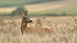 L'Allemagne sauvage