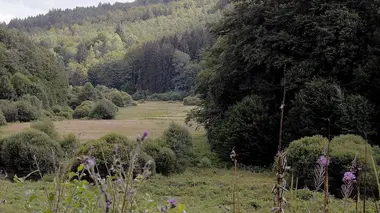 Le Spessart et la forêt de Steiger