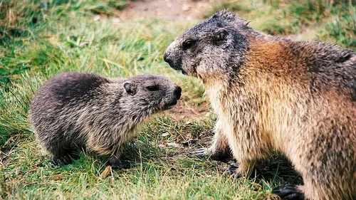 L'Allemagne sauvage S06E01 Voyage aux sommets