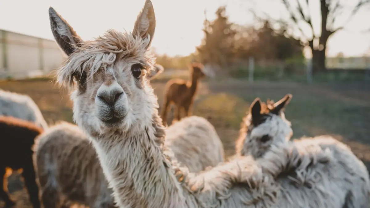 L'alpaga, le nouveau chouchou
