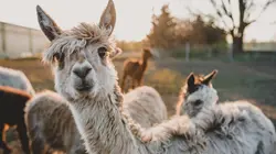 L'alpaga, le nouveau chouchou