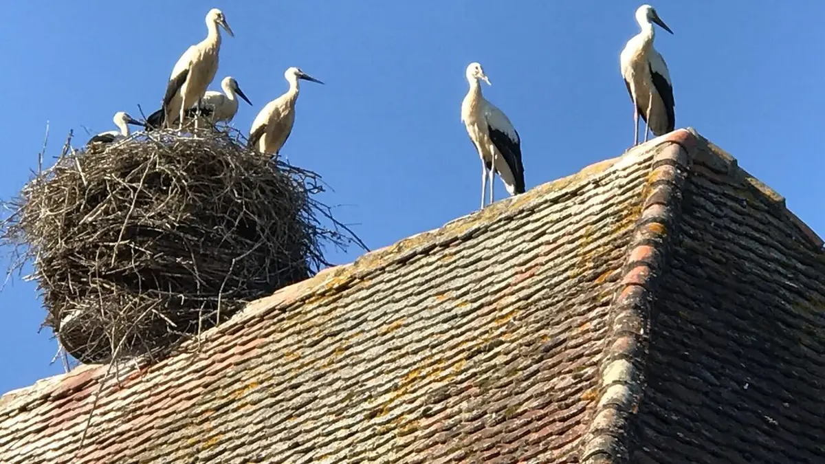 L'Alsace, terre de cigognes