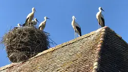 L'Alsace, terre de cigognes
