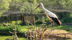 L'Alsace, terre de cigognes