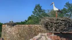 L'Alsace, terre de cigognes