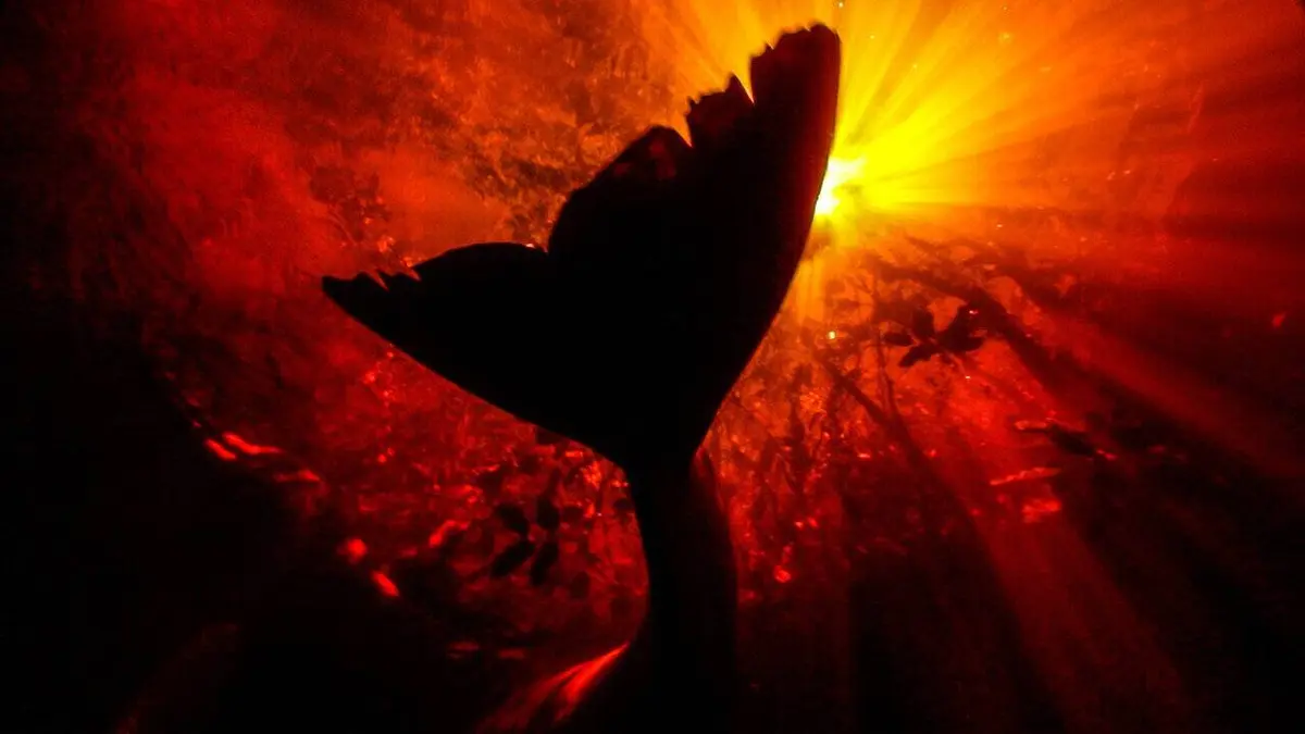 L'Amazone, fleuve-océan