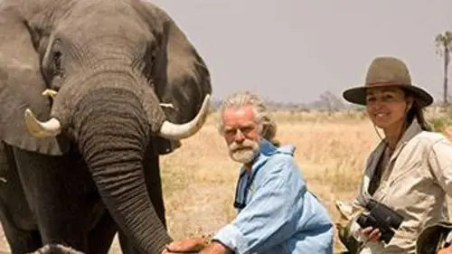 L'âme des éléphants