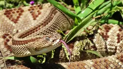 L'Amérique centrale, côté sauvage