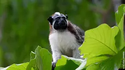 L'Amérique centrale, côté sauvage