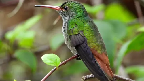 L'Amérique centrale, côté sauvage Le Panama, côté sauvage
