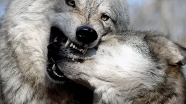 La longue route vers l'océan