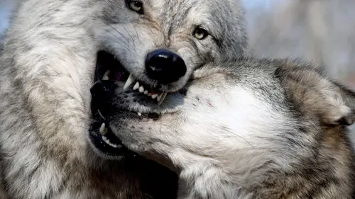 L'Amérique des Grands Lacs La longue route vers l'océan