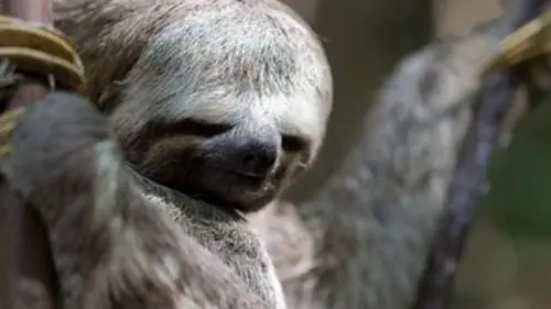 L'Amérique latine des paradis naturels E02 L'Amazonie