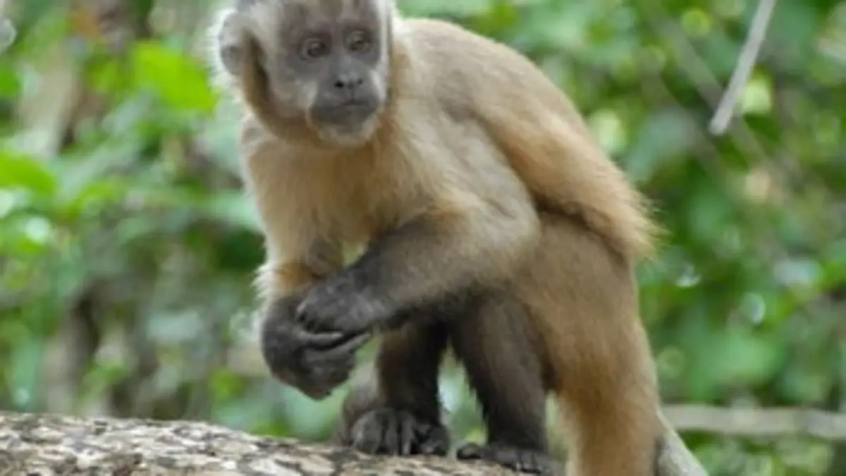 Épisodes de L'Amérique latine des paradis naturels