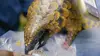 L'ami pangolin