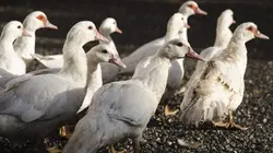 L'amour est dans le pré