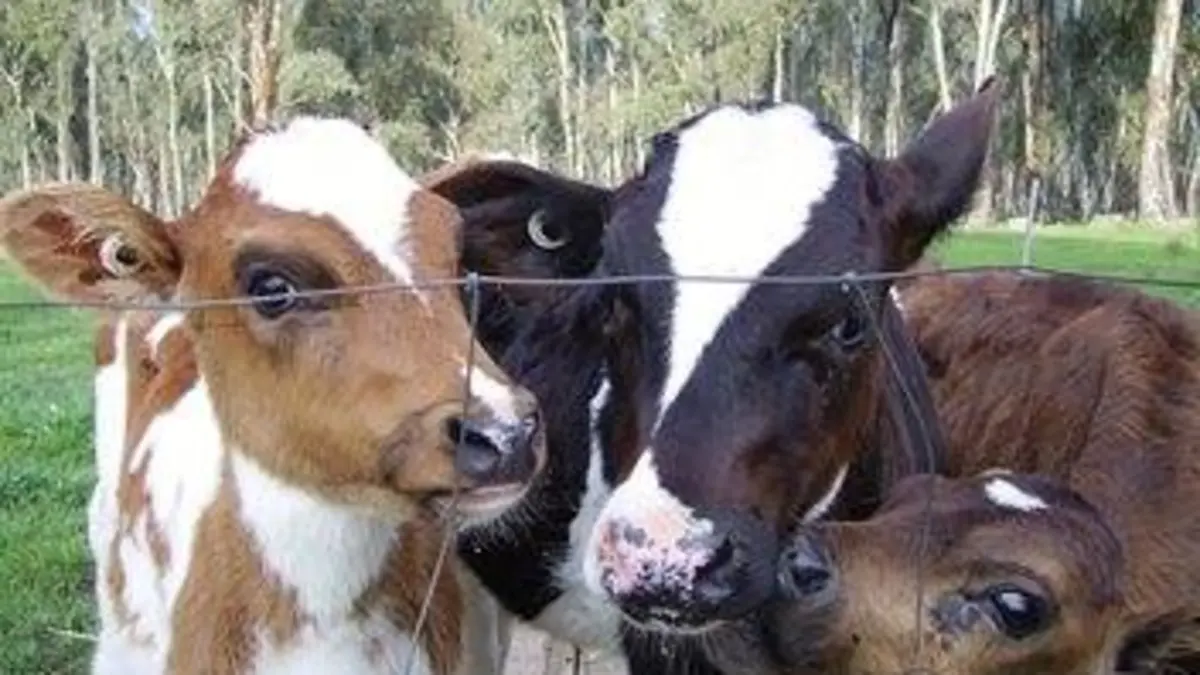 L'amour est dans le pré Soirée 9 (1/2)