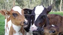 L'amour est dans le pré Soirée 9 (1/2)