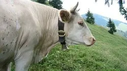 L'amour est dans le pré Soirée 10 (1/2)