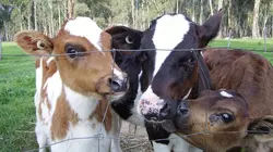 L'amour est dans le pré Les portraits (1/4)