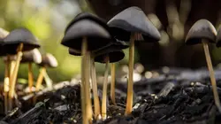 L'amour est dans le pré