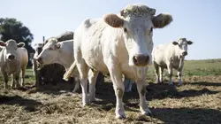 L'amour est dans le pré