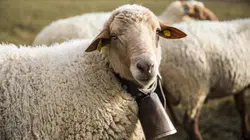 L'amour est dans le pré