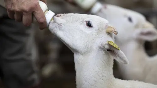 L'amour vu du pré Emission 13