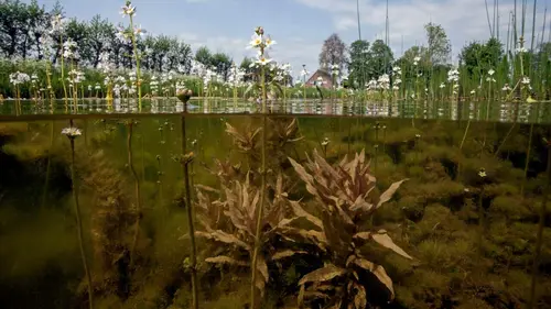 L'anguille, une vie semée d'embûches