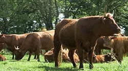 Visuel de L'animal est une personne