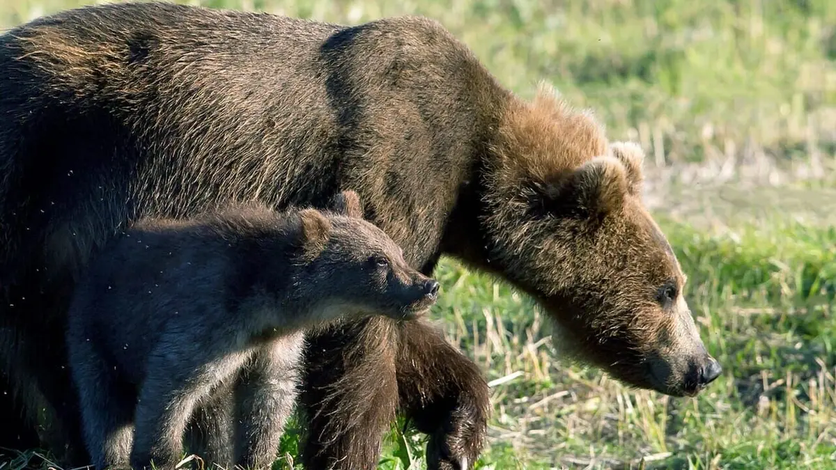 L'année de l'ours en streaming