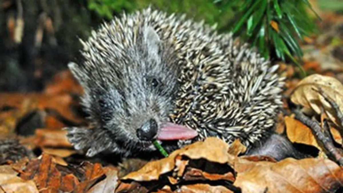 L'année du hérisson