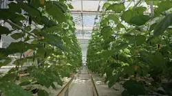 L'antre des dictateurs